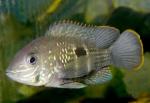   (Aequidens rivulatus), XL