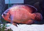 - ,  " " (Astronotus ocellatus var. "Red Oscar"), L
