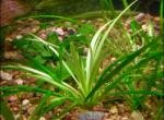 Эхинодорус нежный, Эхинодорус травянистый (Echinodorus tenellus, Echinodorus parvulus), M пучок