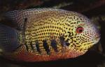 -  (Heros severum notatus), L