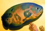 - ,  " " (Astronotus ocellatus var."Tiger Oscar"), L