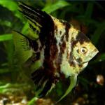   (Pterophyllum scalare var.), XL