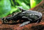  (Agamyxis pectinifrons), M