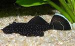   (Ancistrus hoplogenys), L