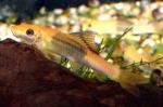    (Gyrinocheilus aymonieri), XL
