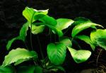   .  (Anubias barteri var. barteri), L 