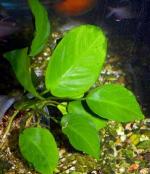   "" (Anubias barteri var. "Broad leaf"), XL