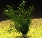   (Najas guadalupensis), M