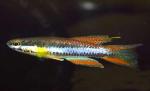  ,   (Aphyosemion bitaeniatum), M 