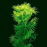  ,  (Hottonia palustris), M