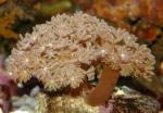  (Xenia sp.), L