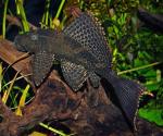  (Glyptoperichthys gibbiceps, Pterygoplichthys gibbiceps), XL