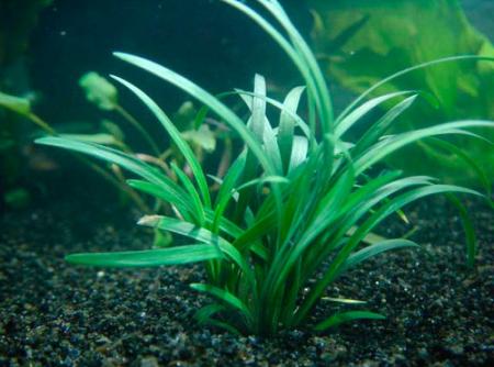   (Ophiopogon japonicus), M