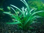   (Ophiopogon japonicus), M
