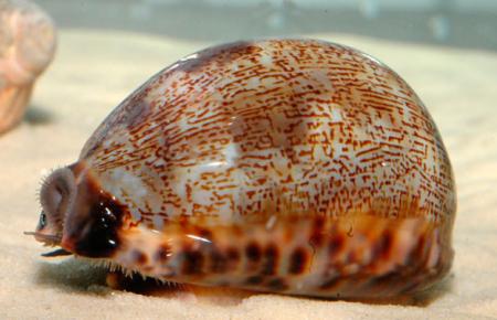  (Cypraea sp.), S