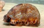  (Cypraea sp.), S