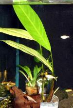   (Anubias heterophylla, Anubias congensis, Anubias affinis), XL