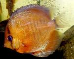    (Symphysodon aequifasciatus var.), M