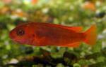  (Iodotropheus sprengerae), L