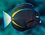   ,  (Acanthurus nigricans, Acanthurus glaucopareius), L