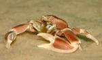    (Neopetrolisthes maculatus, Petrolisthes maculatus), M