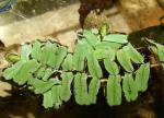  ,   (Salvinia oblongifolia), M