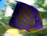  ,   (Pomacanthus annularis), L