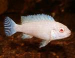   -  (Maylandia zebra var. albino, Pseudotropheus zebra var. albino), M