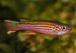  ,   (Aphyosemion striatum), M