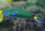  ,   (Thalassoma lunare), XL