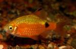   (Puntius conchonius, Barbus conchonius), XL