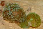  ,   (Ricordea florida), M