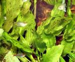  " " (Echinodorus "Ozelot green"), L