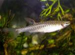  ,   (Copella arnoldi), M 