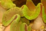    (Stichodactyla sp., Stoichactis sp.), S