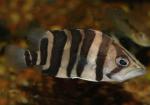   ,   (Datnioides polota, Coius quadrifasciatus), S