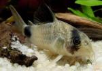  -  (Corydoras panda), L 