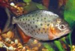   (Pygocentrus nattereri, Serrasalmus nattereri), S