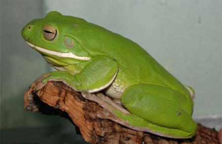   (Litoria infrafrenata), WC L