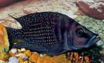  , - (Altolamprologus calvus, Lamprologus calvus), S