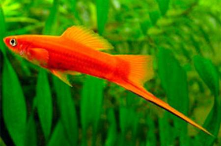   (Xiphophorus helleri), XL 
