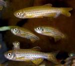   (Danio frankei, Brachydanio frankei), L