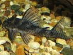  L260 (Hypancistrus sp. L260), L 