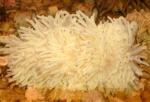    (Heteractis malu, Radianthus malu), L