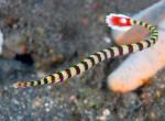 -  (Doryrhamphus dactyliophorus), M
