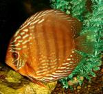    (Symphysodon aequifasciatus var.), L