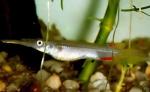  (Dermogenys pusillus), L