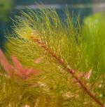 ,   (Myriophyllum pinnatum, Myriophyllum scabratum, Myriophyllum "hippuroides"), M