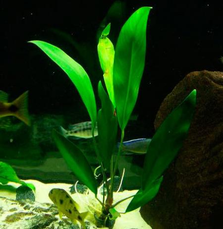   (Anubias afzelii), S