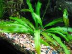   (Aponogeton undulatus, Aponogeton stachysporus), S